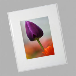 Purple Tulip (Mini)