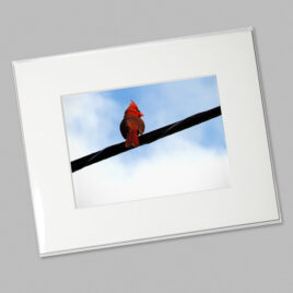 Cardinal (Mini)